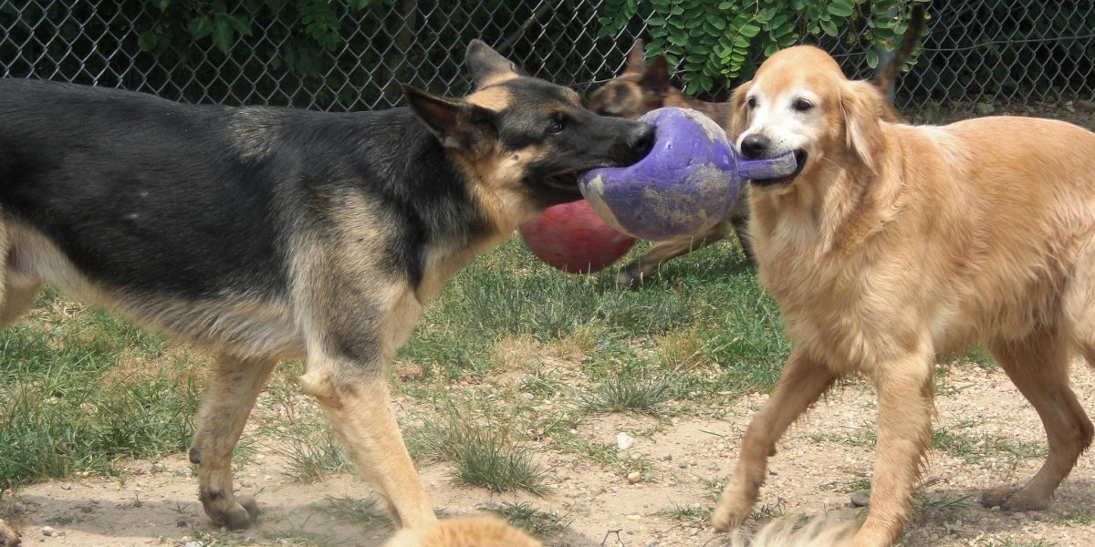 Красивые дворняжки