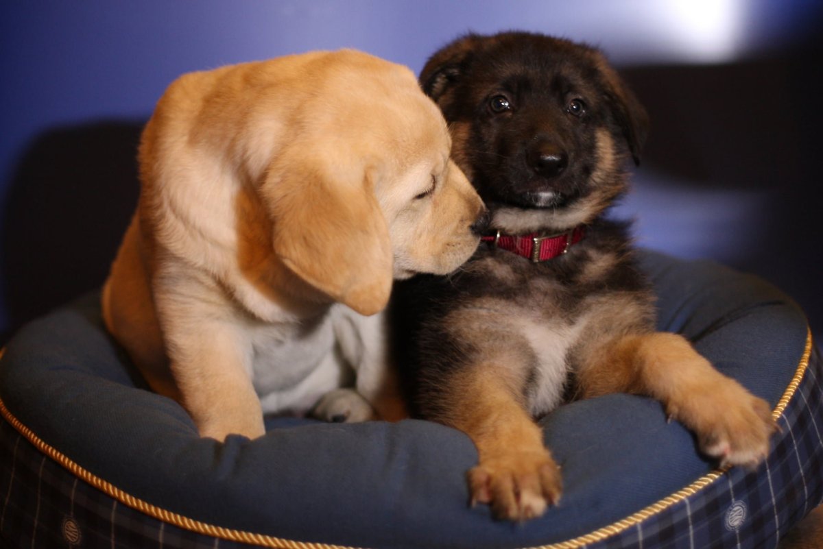 Золотистый ретривер и овчарка