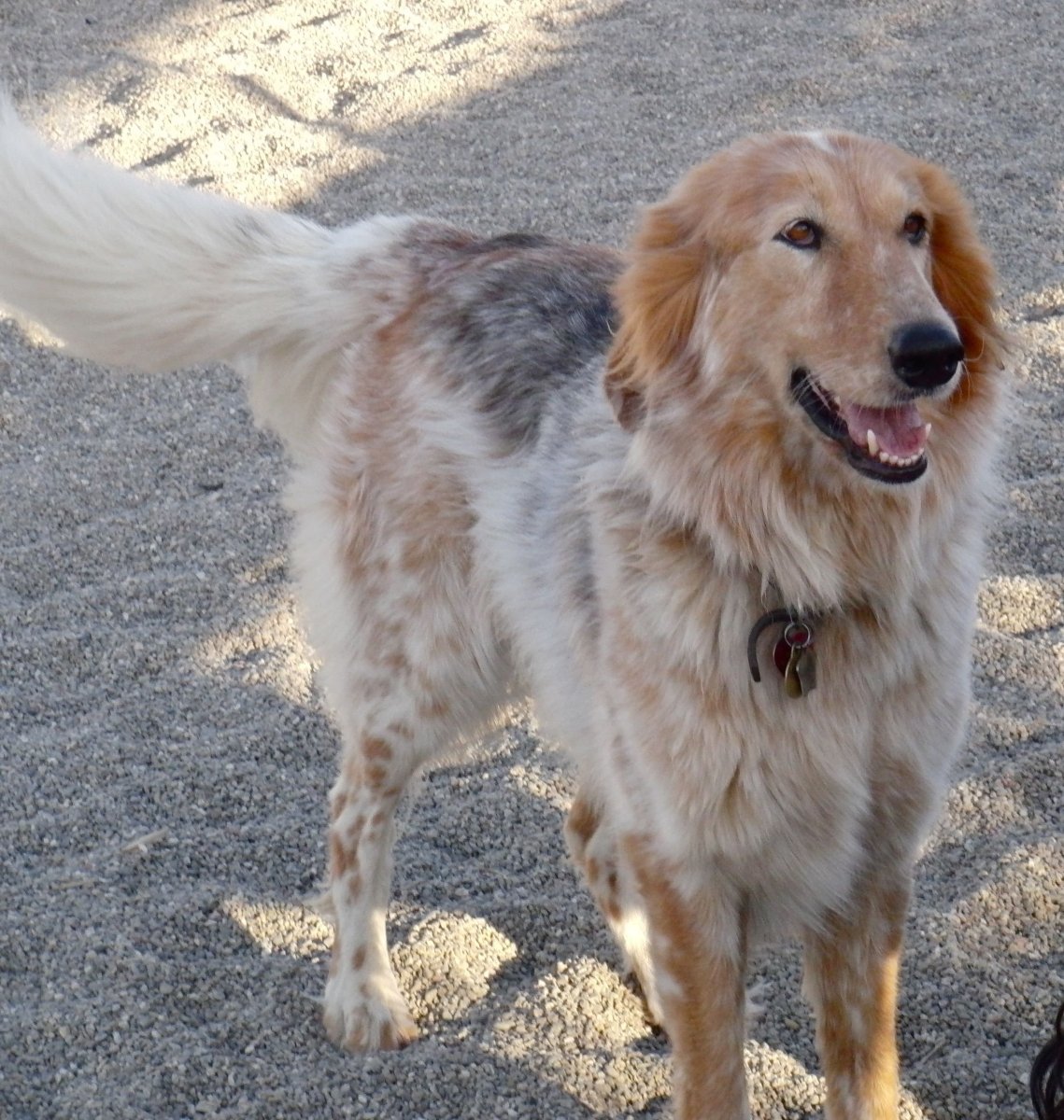 Помесь ретривера и овчарки