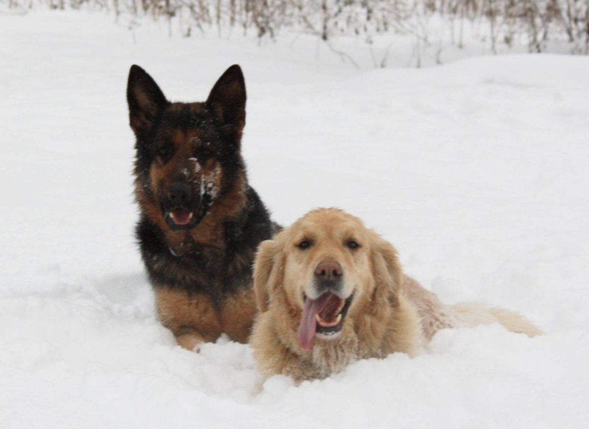 Хаски собака с лабрадором