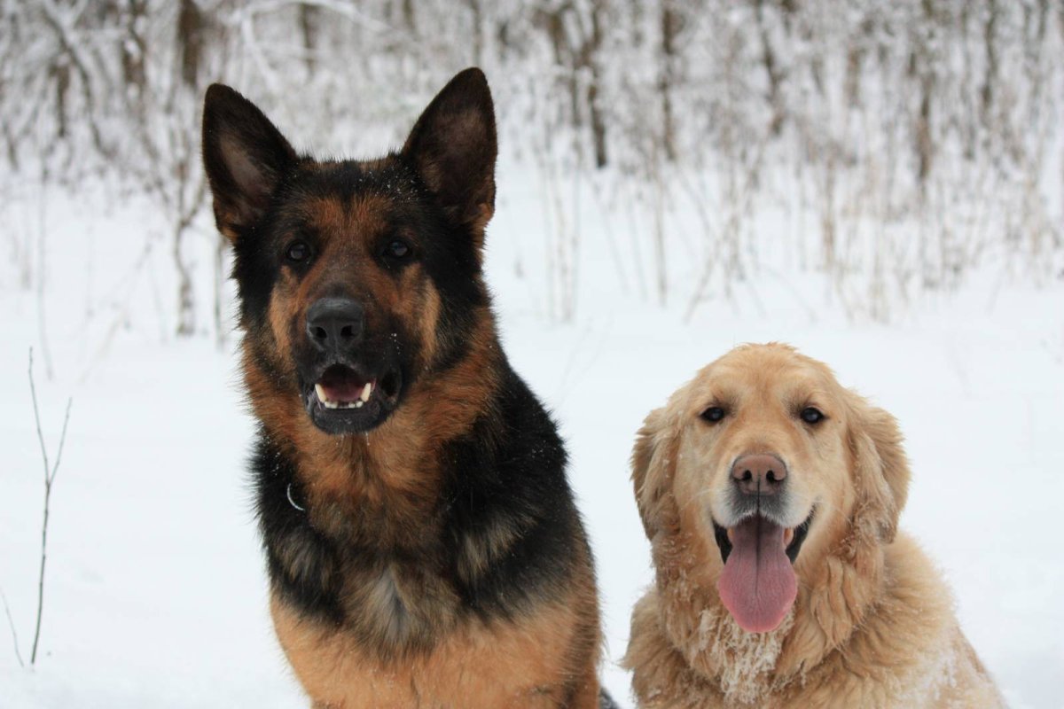 Метис овчарки и золотистого ретривера