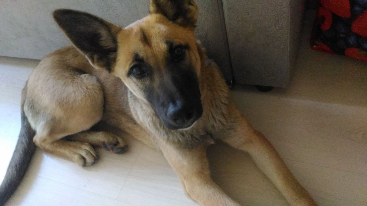 Метис золотистого ретривера