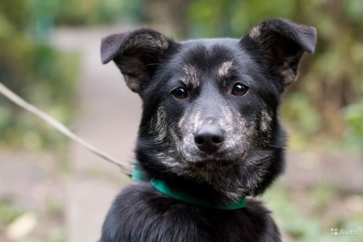 Золотистый ретривер и овчарка