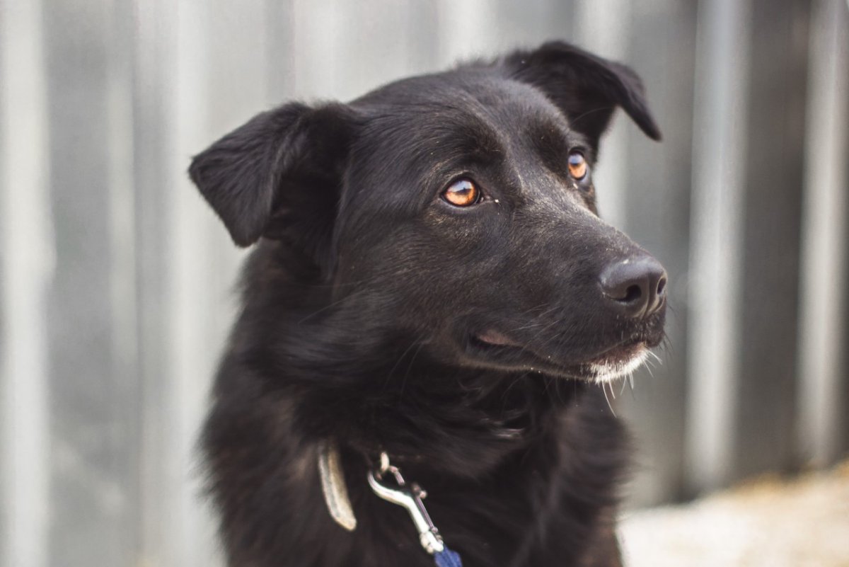 Метис лабрадора и ретривера