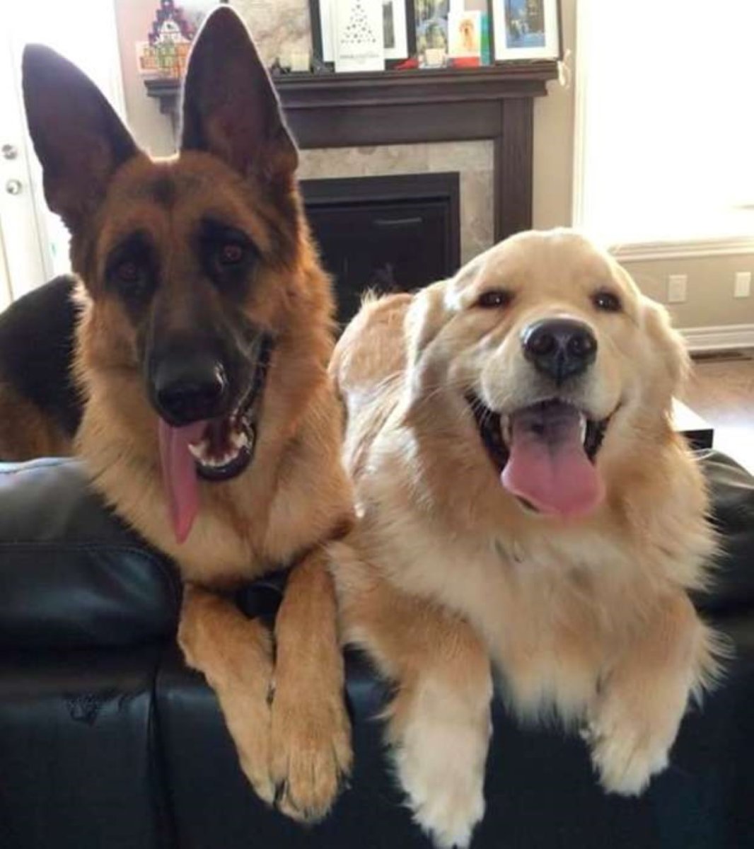 Майоркская овчарка длинношерстная