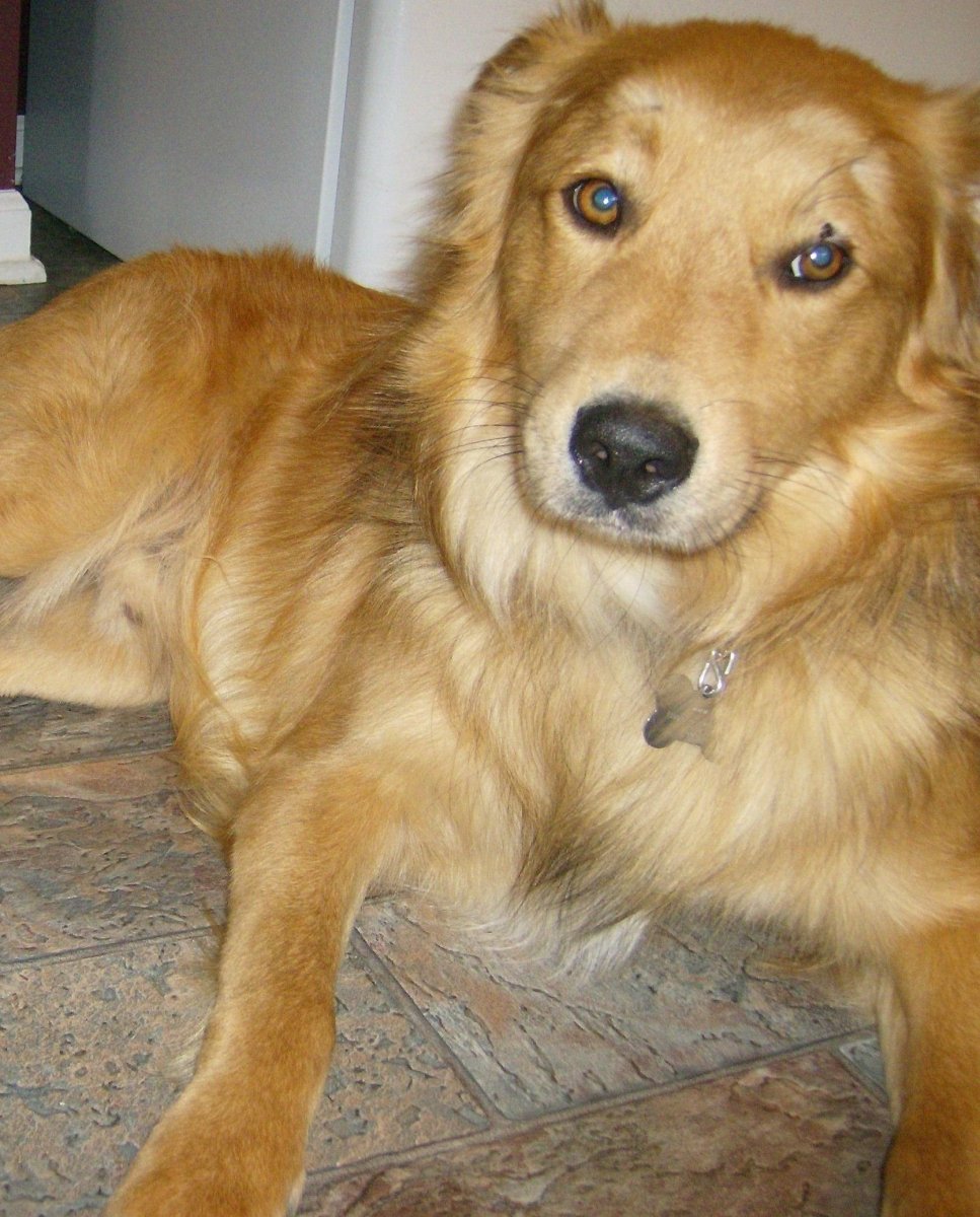 Кокер спаниель и лабрадор