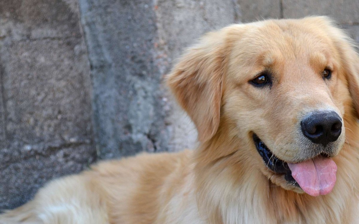 Ховаварт метис