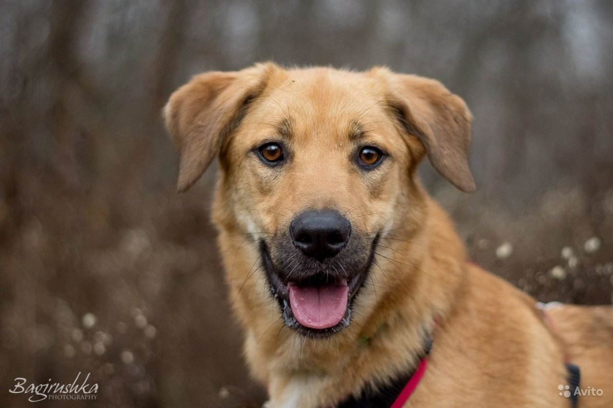 Помесь ретривера и овчарки