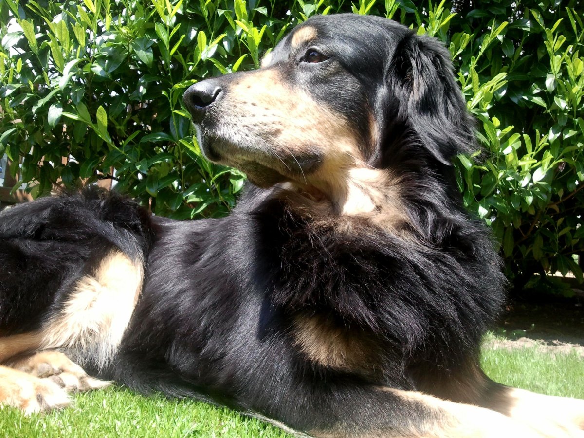 Голден бордер колли