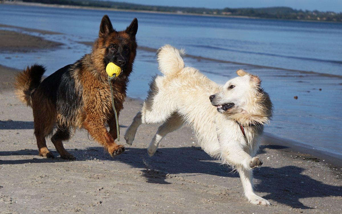 Лабрадор и немецкая овчарка