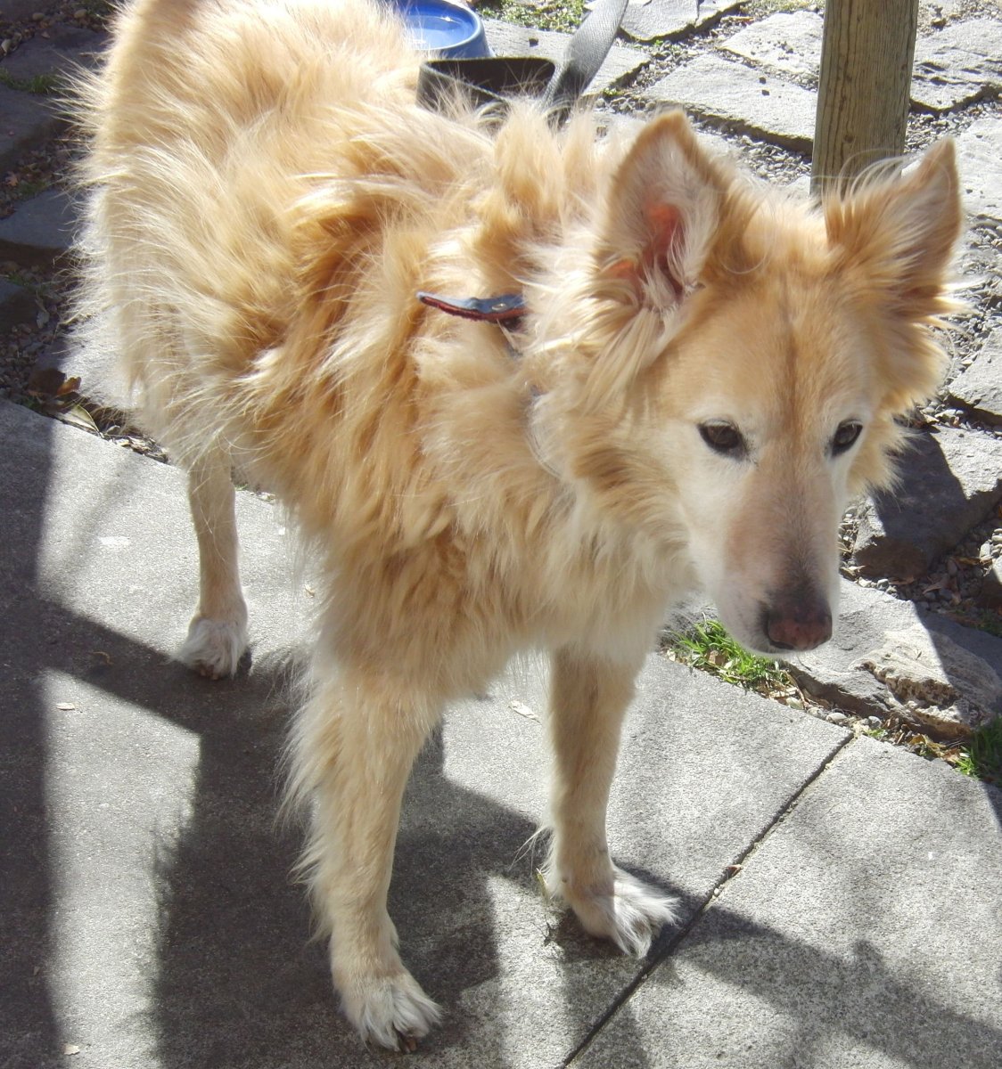 Австралийская бордер колли