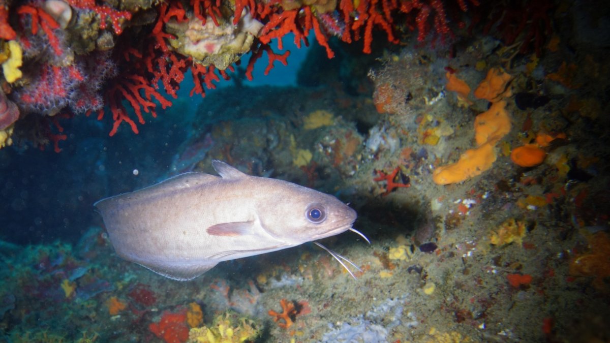 Мраморная рыба морская