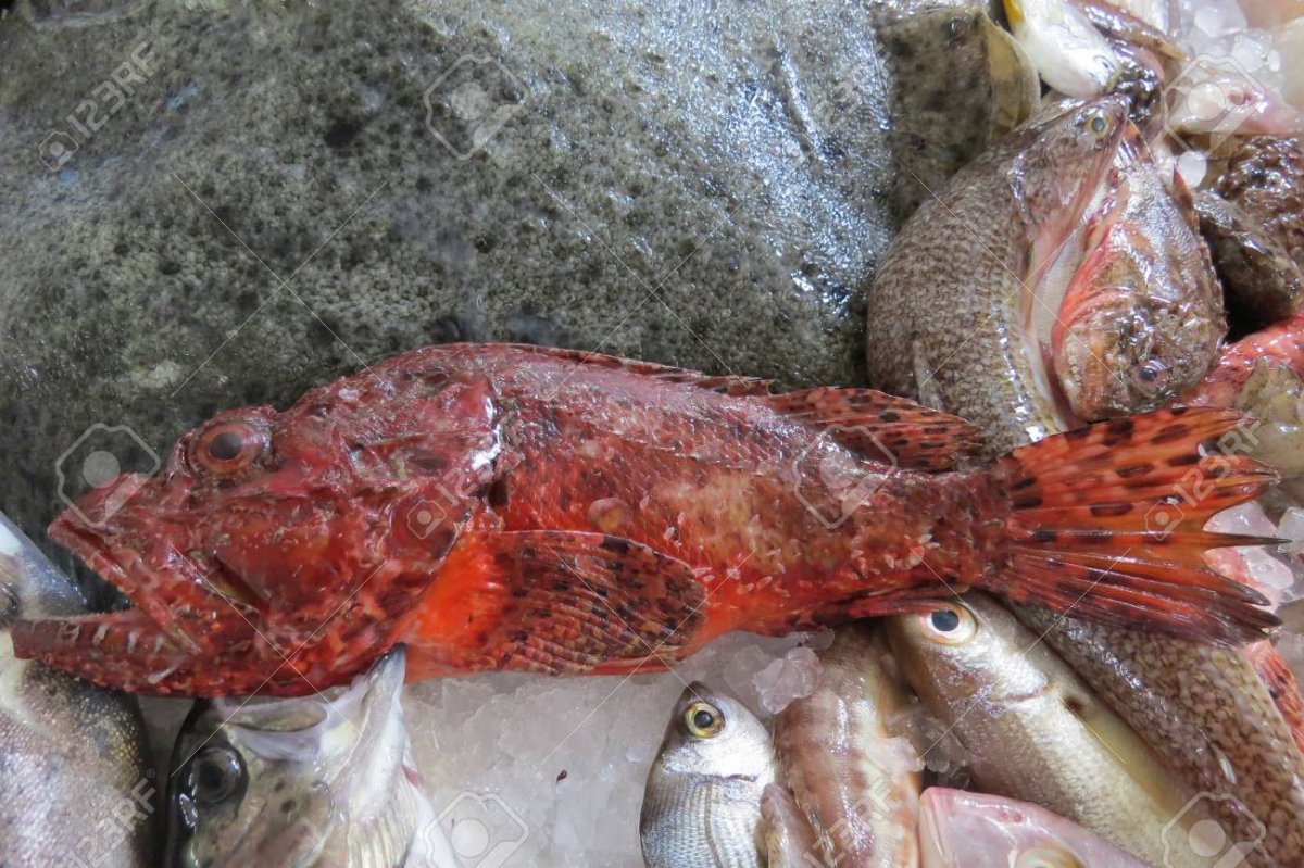 Атлантический Землерой рыба