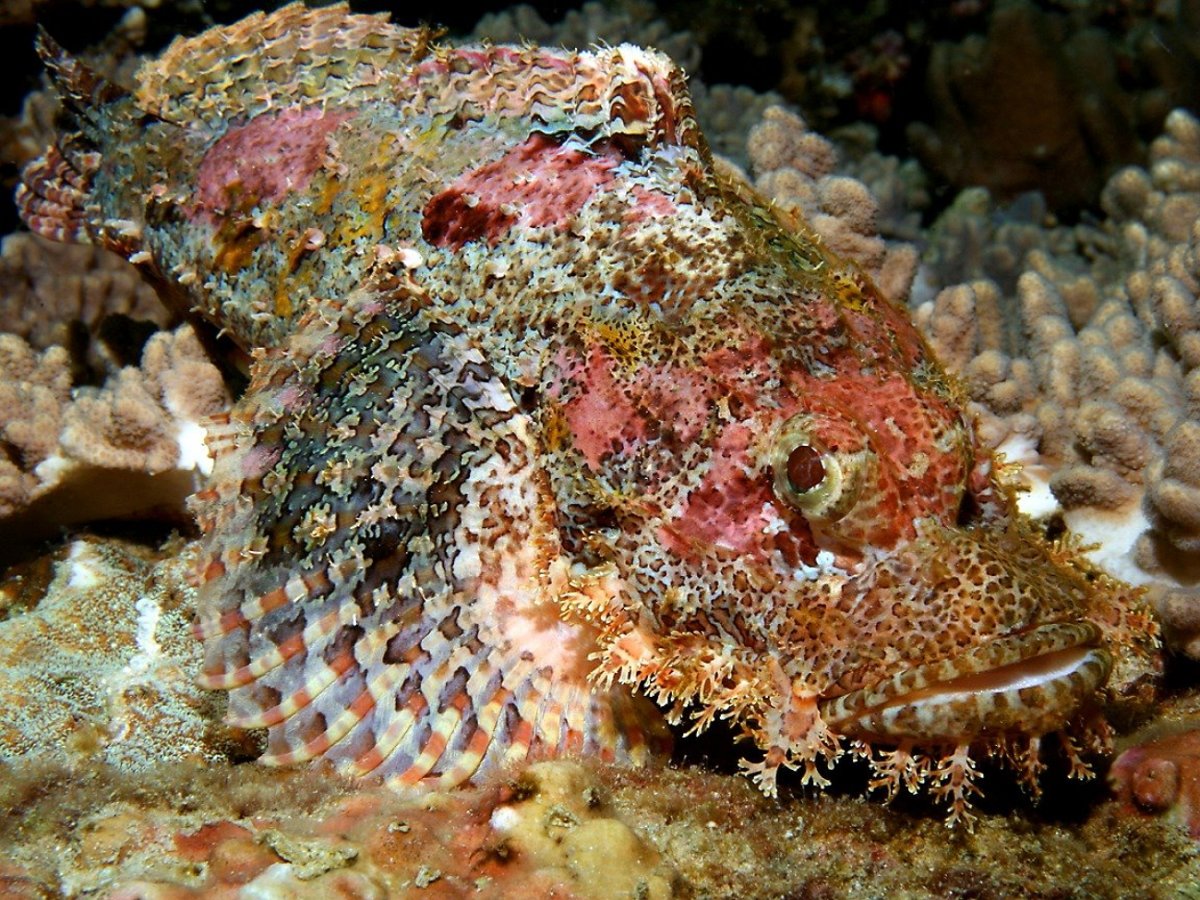 Рыбы Средиземного моря Кипр Протарас