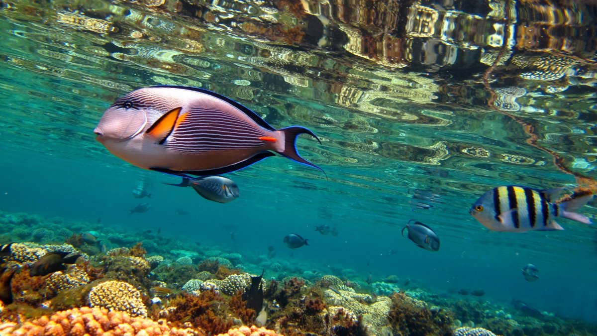 Parablennius gattorugine