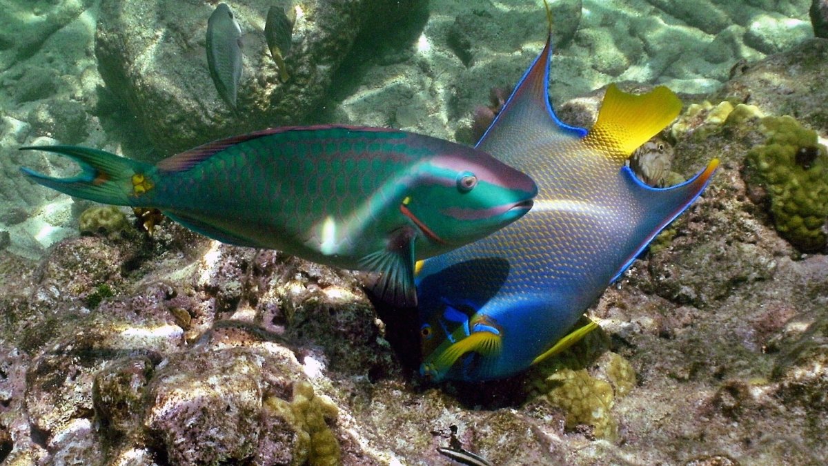 Подотряд Скорпеновидные (Scorpaenoidei