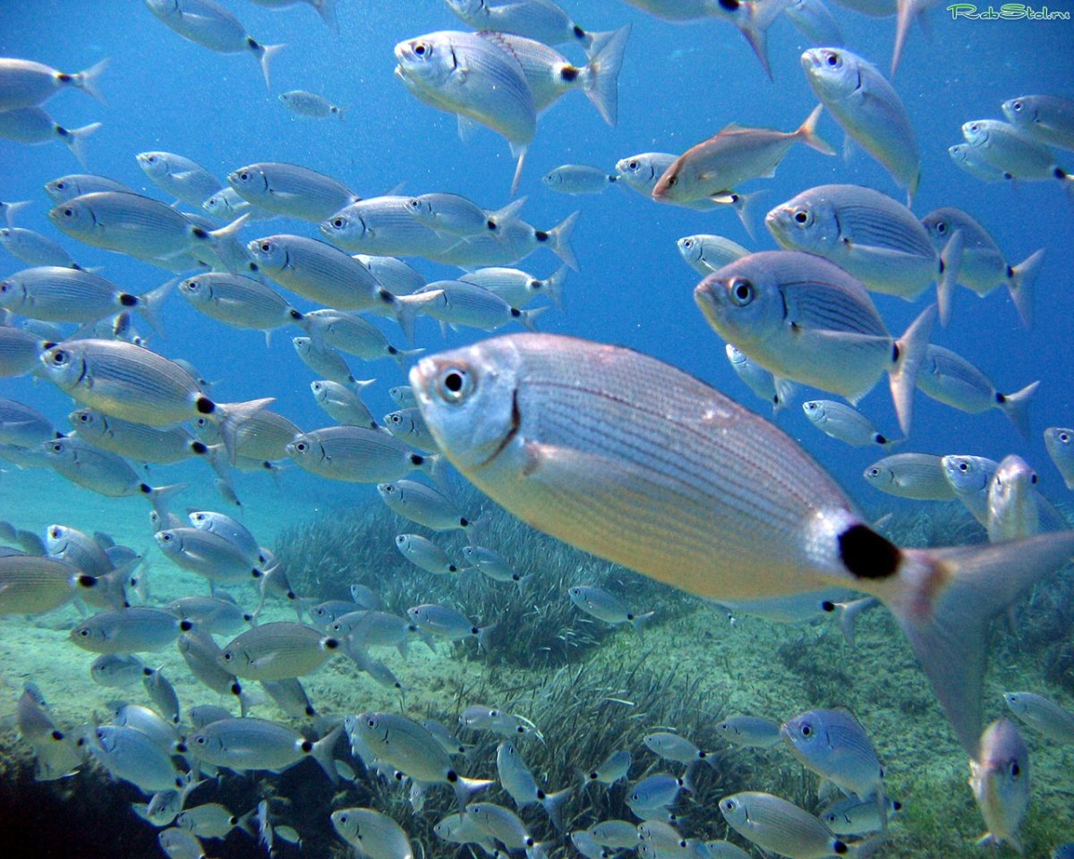 Bermuda Chub рыба