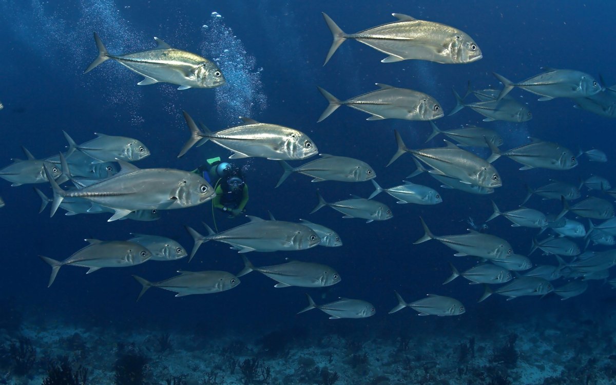 Прозрачное море