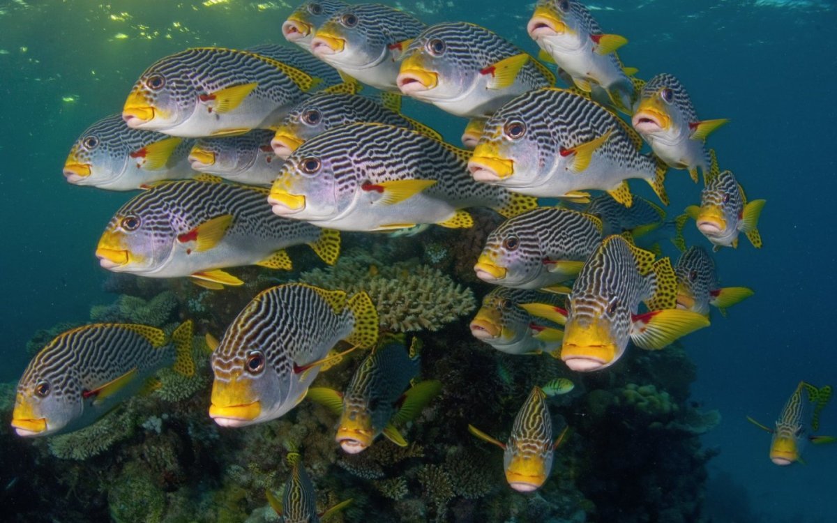 Рыбы Средиземного моря