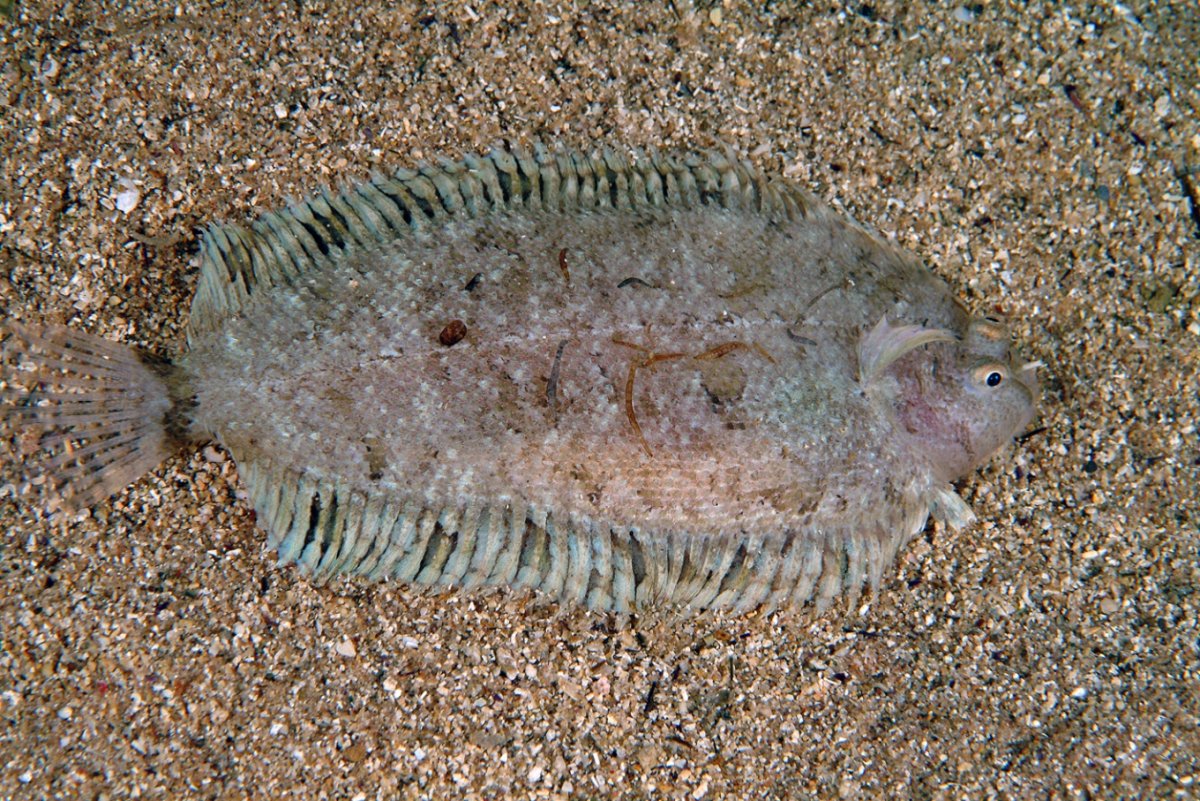 Отряд камбалообразные