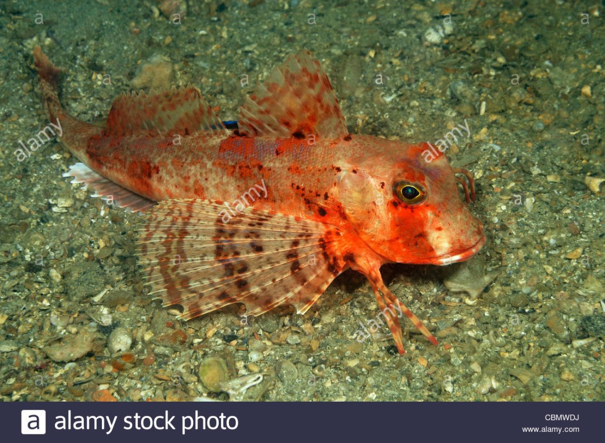 Двуносая панцирная Тригла