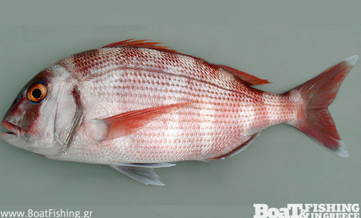 Мечехвост Limulus Polyphemus