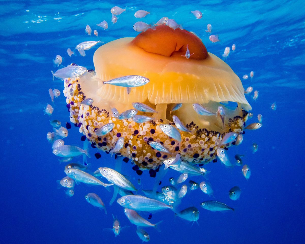 Адриатическое море рыбы моря