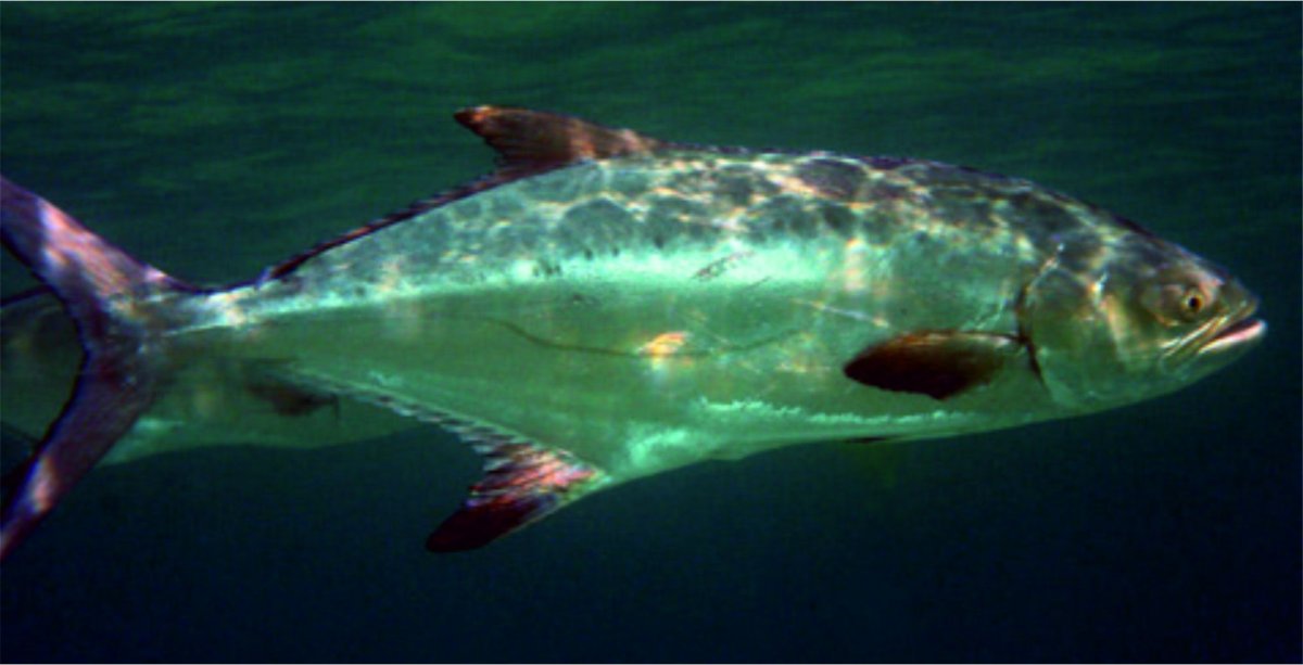 Красное море рыба хирург