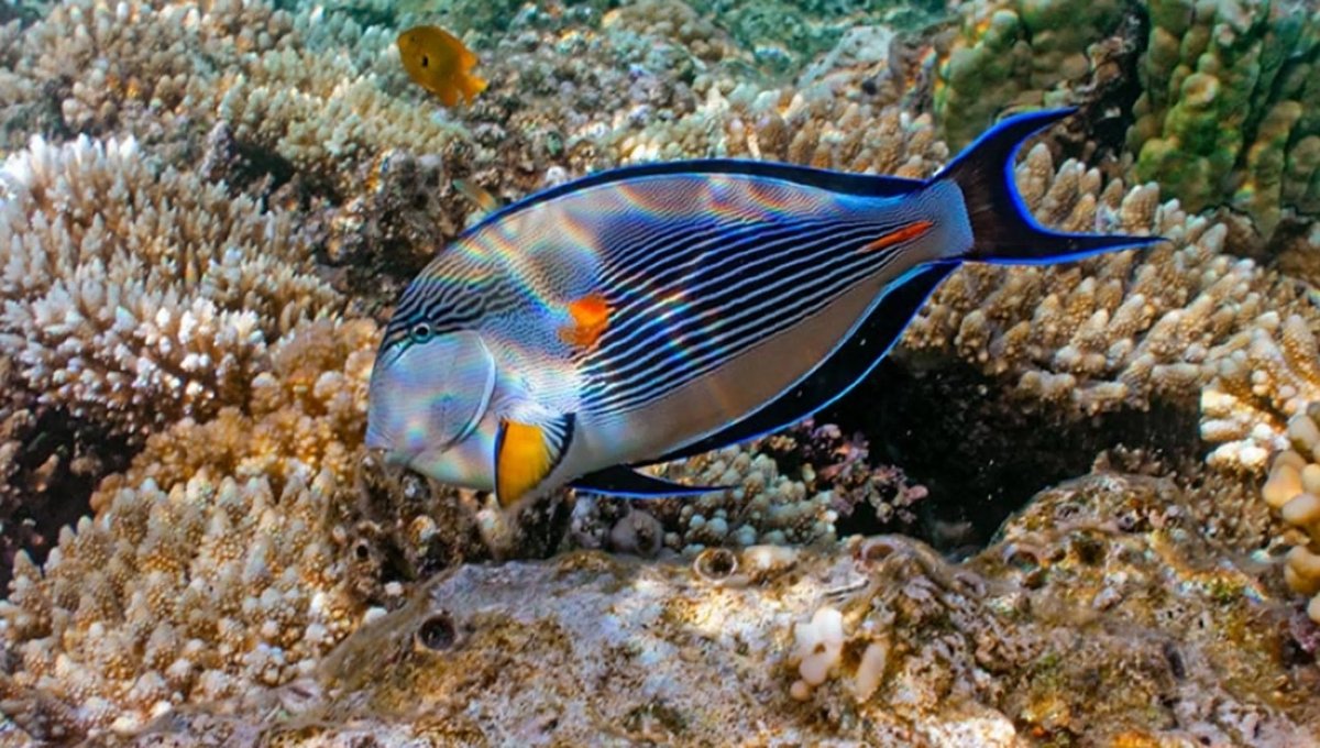 Рыбы мирового океана