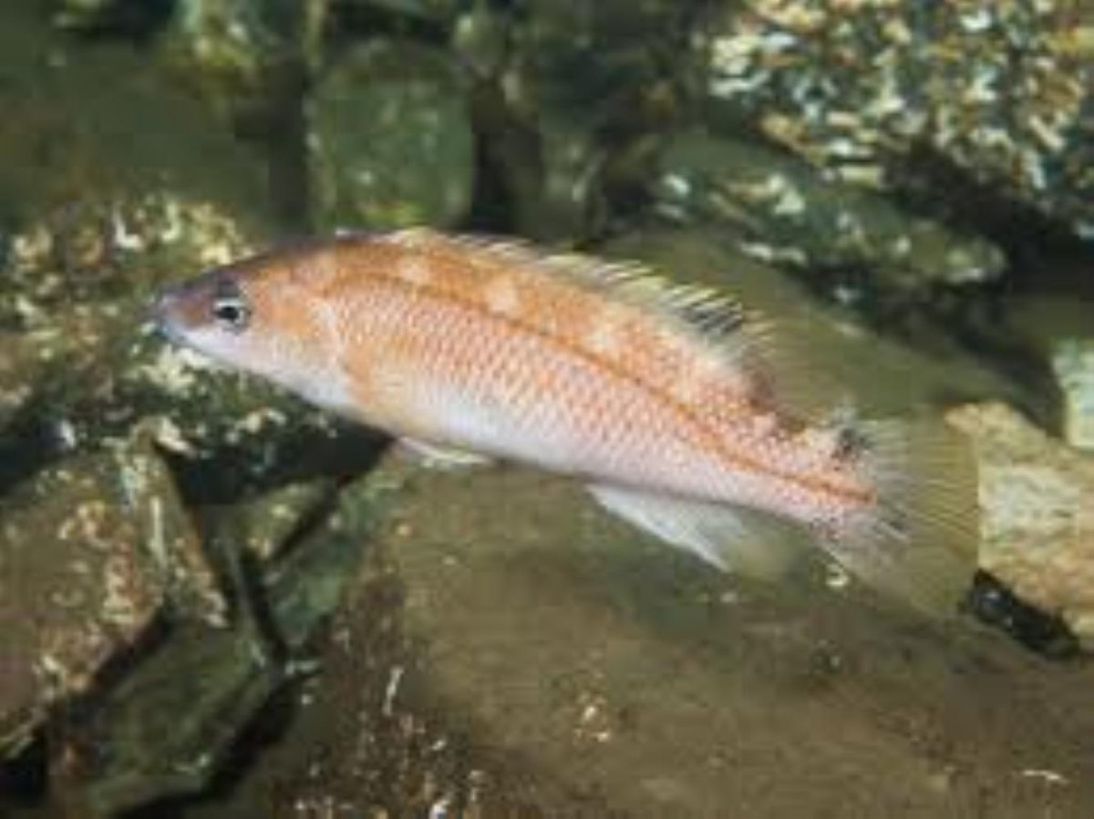 Neoclinus blanchardi