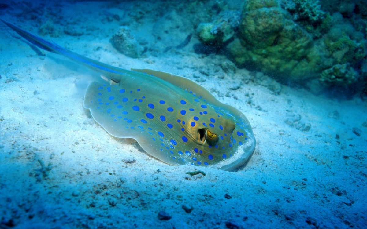 Мелкие рыбки