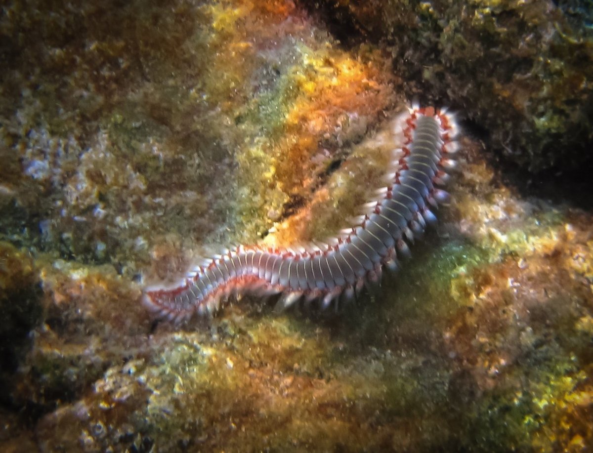 Длиннорылый морской конёк