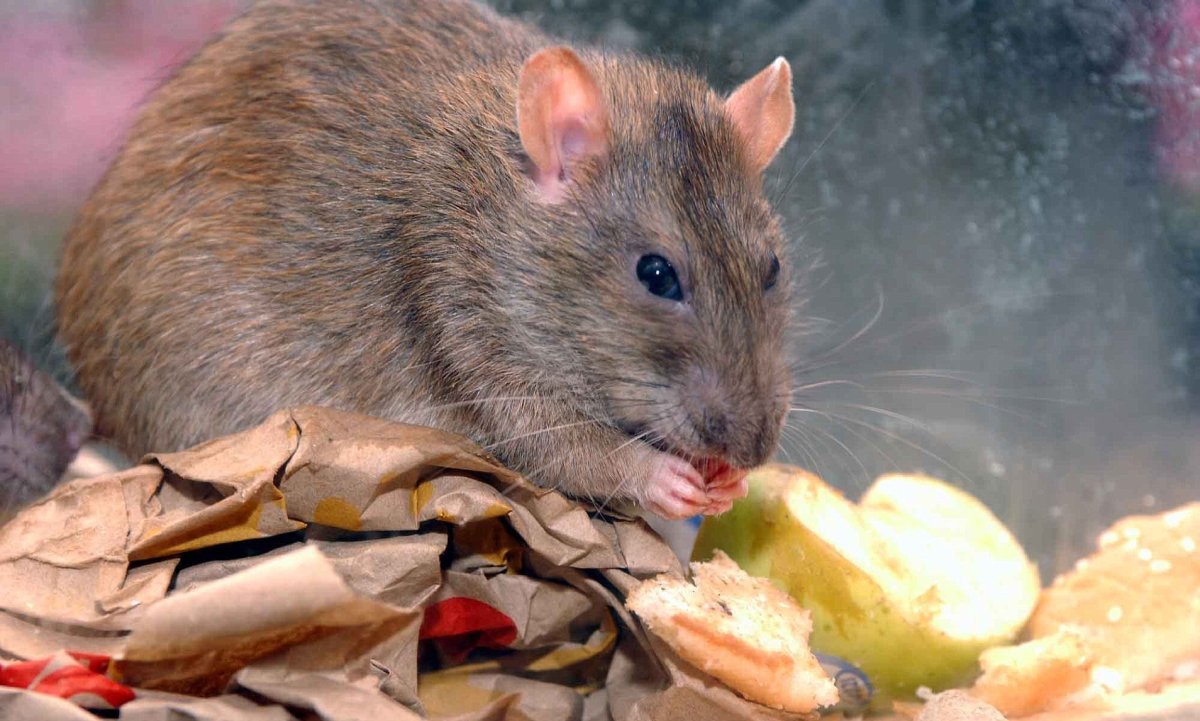 Мышь с боку