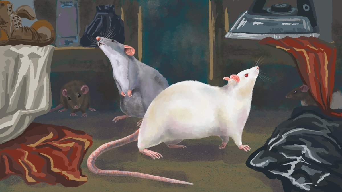 Крысы хвост сердечком