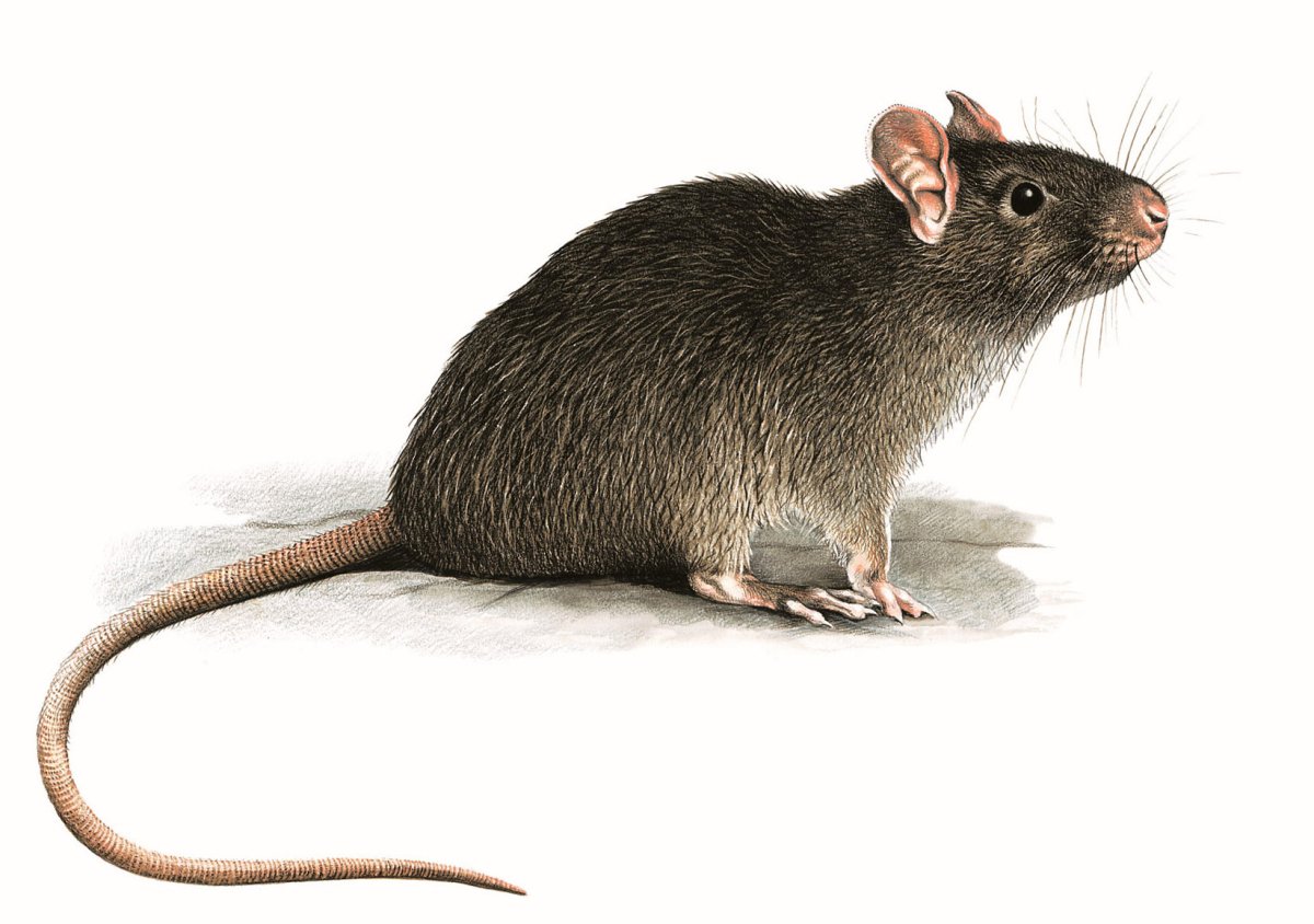 Милые крыски из пинтереста