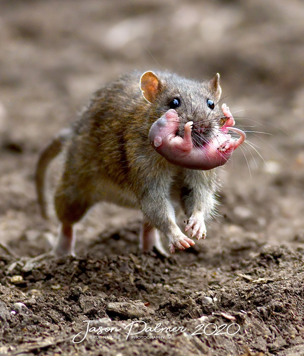 Крыса Пасюк домашний питомец