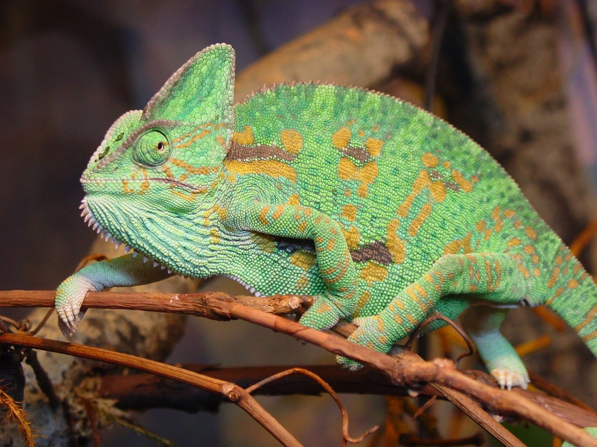 Ящерица зеленая игуана