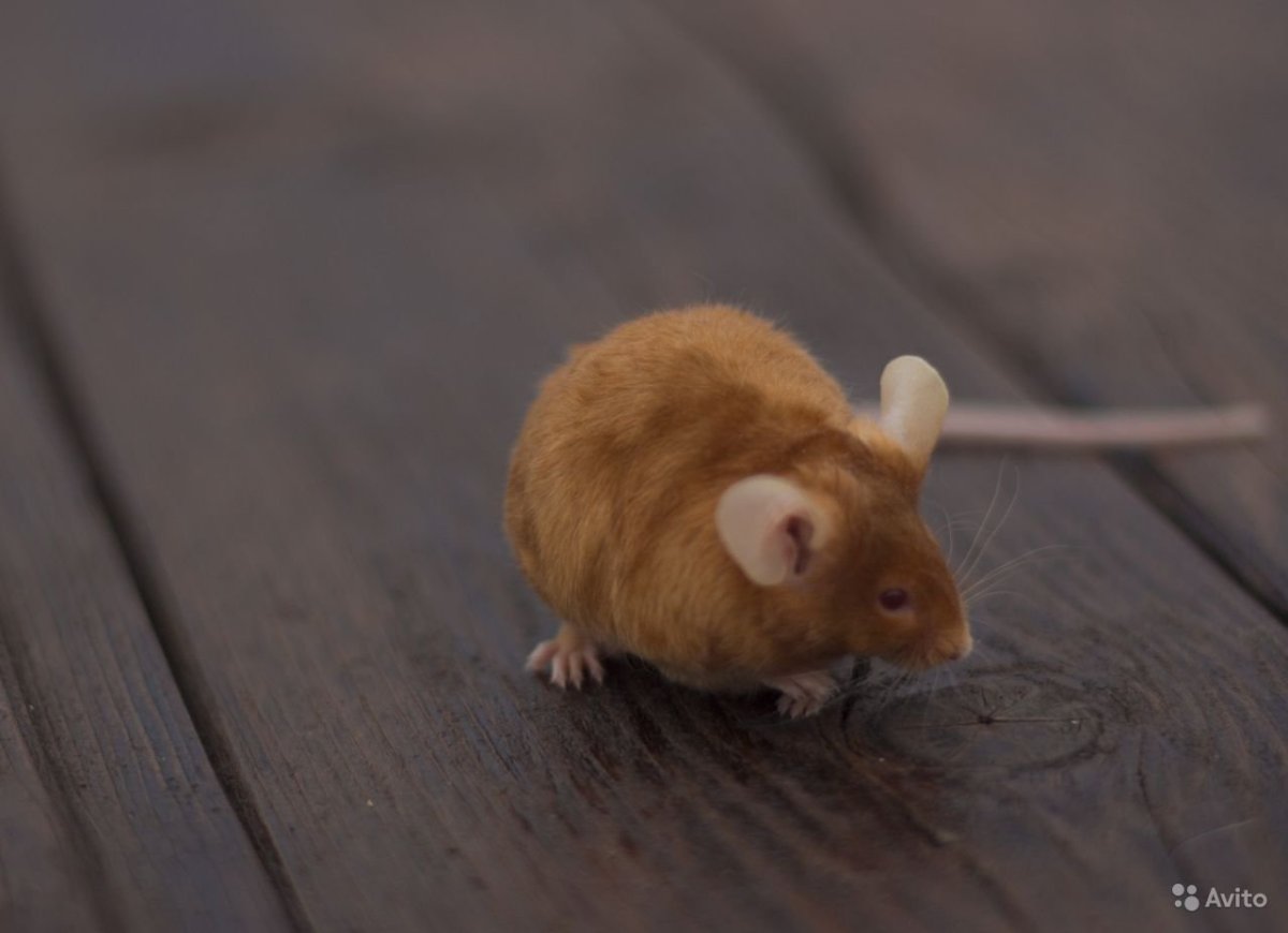 Рыжая крыса Дикая