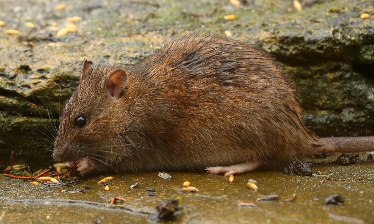 Равнинная вискачевая крыса