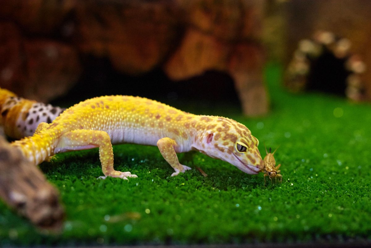 Ямайская кольцехвостая игуана