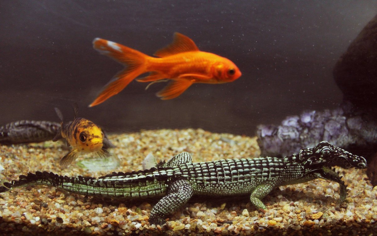 Ящерицы игуаны хамелеоны