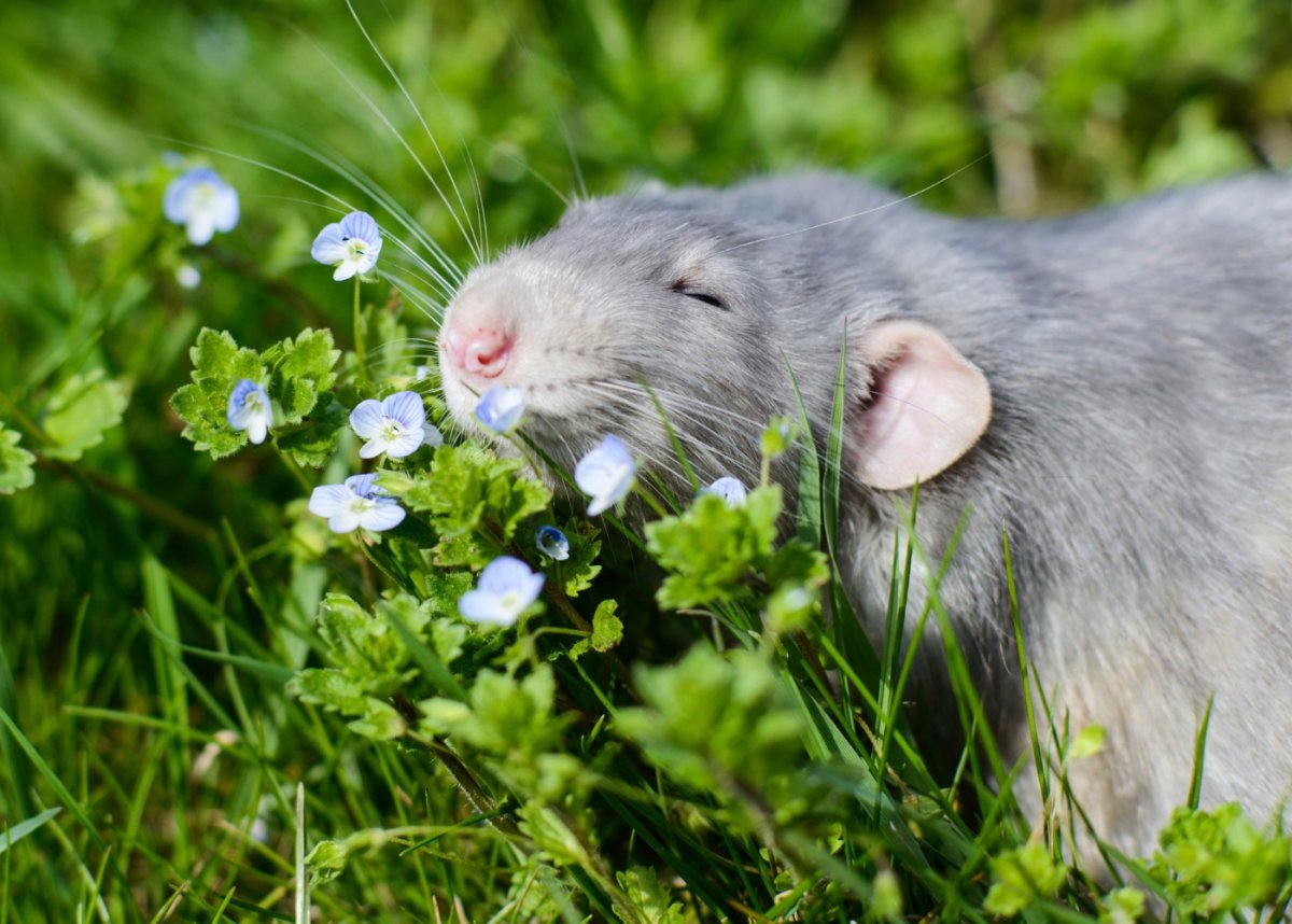 Референсы мышей