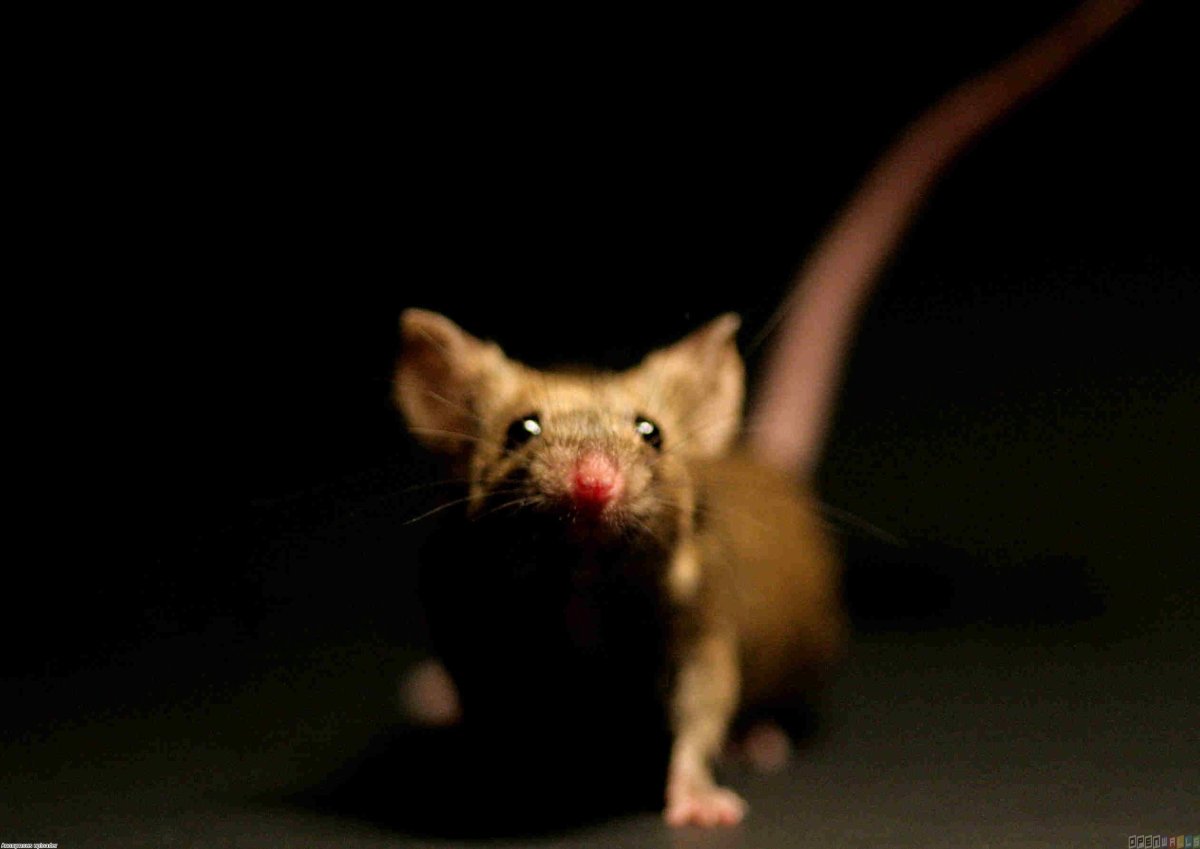Крыса сфинкс