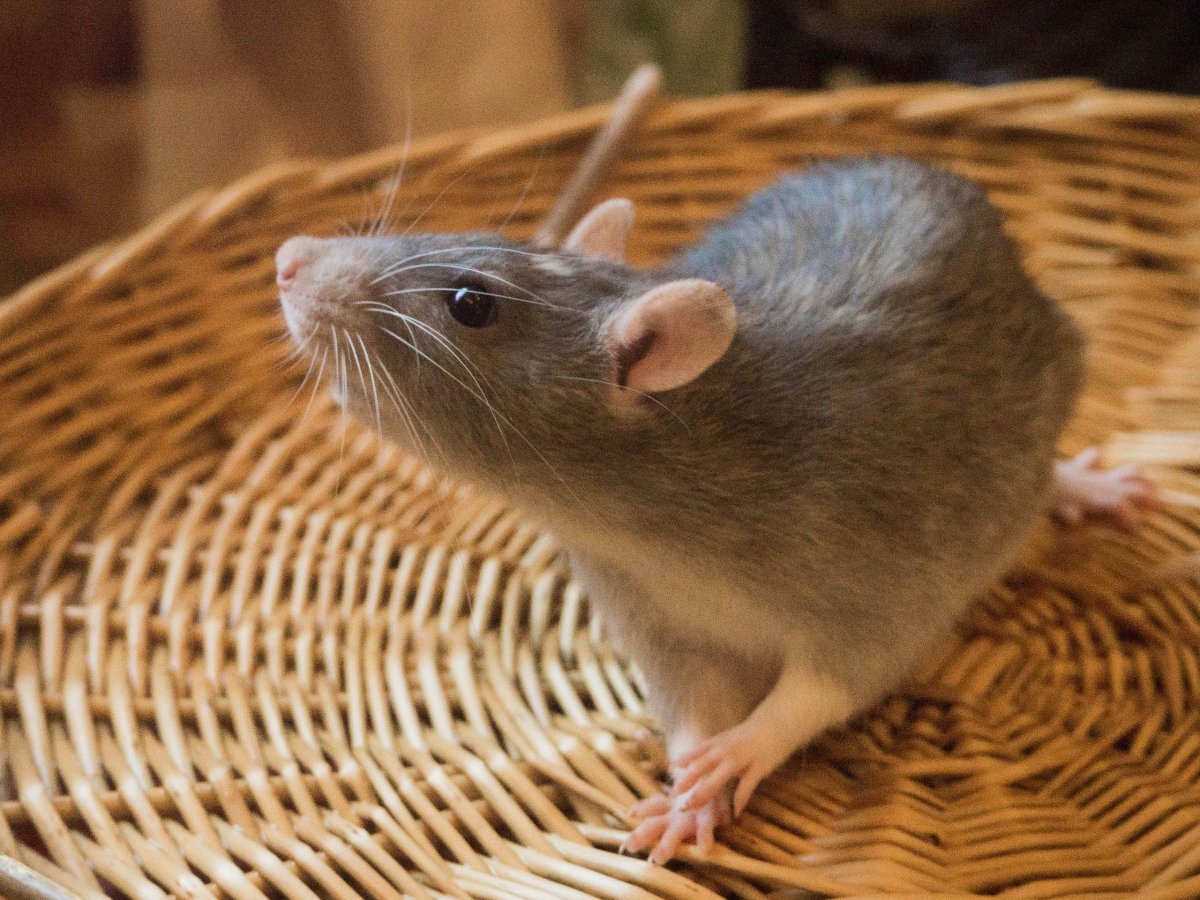 Орешниковая Соня красная