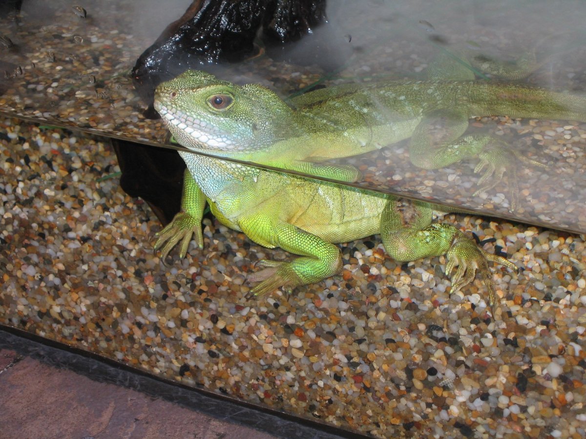 Аквариумные ящерки