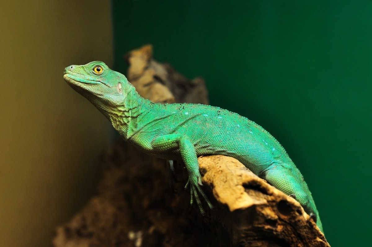 Игуана бородатая агама