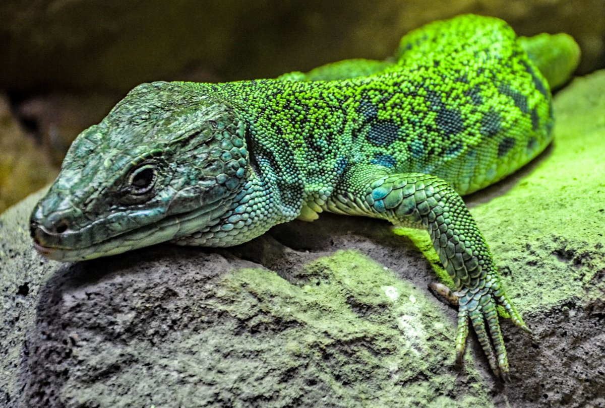 Варан Макрея