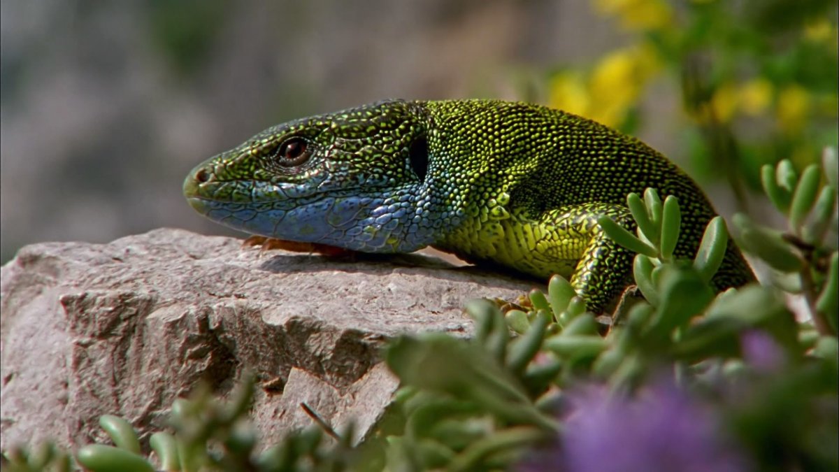Зеленый Василиск