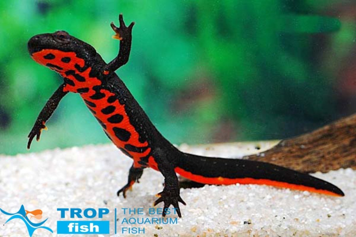 Краснобрюхий Тритон