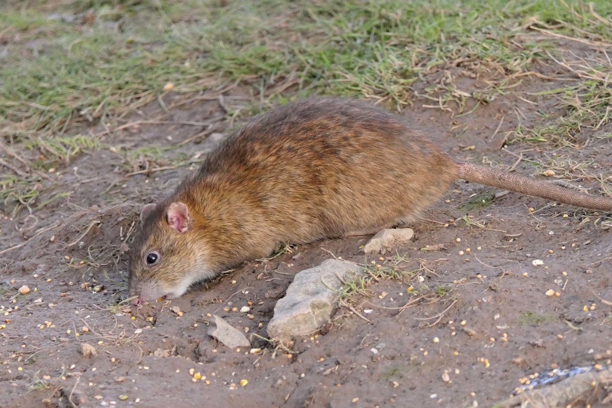 Вомбат сфинкс